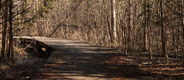 A wooden trail running path through green forest
